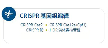 IDT CRISPR/Cas9݋ϵy(tng) ƽ