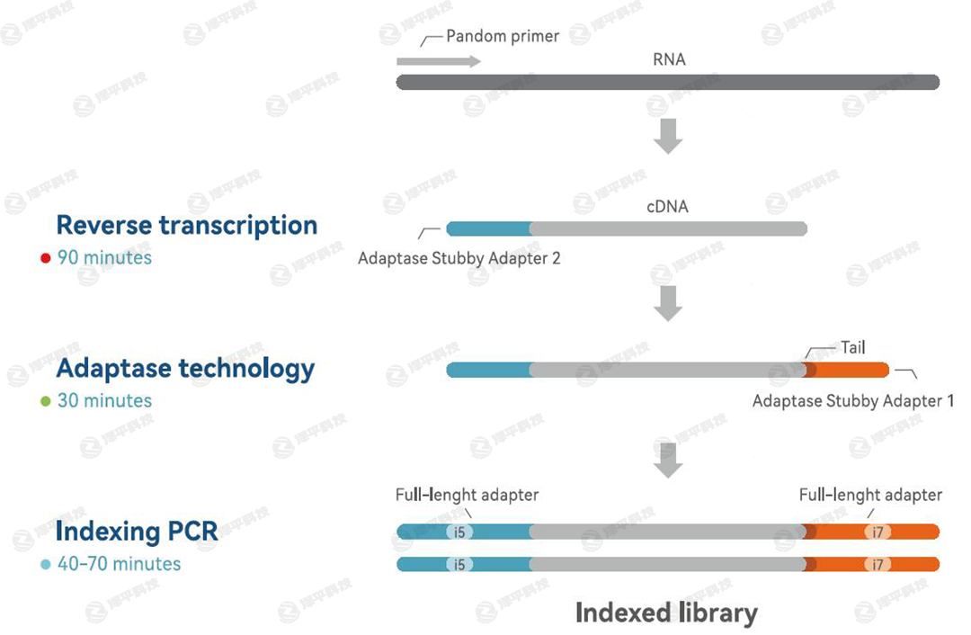 IDT xGen RNA Ď(k)(gu)ԇн(k)̈D  ƽ